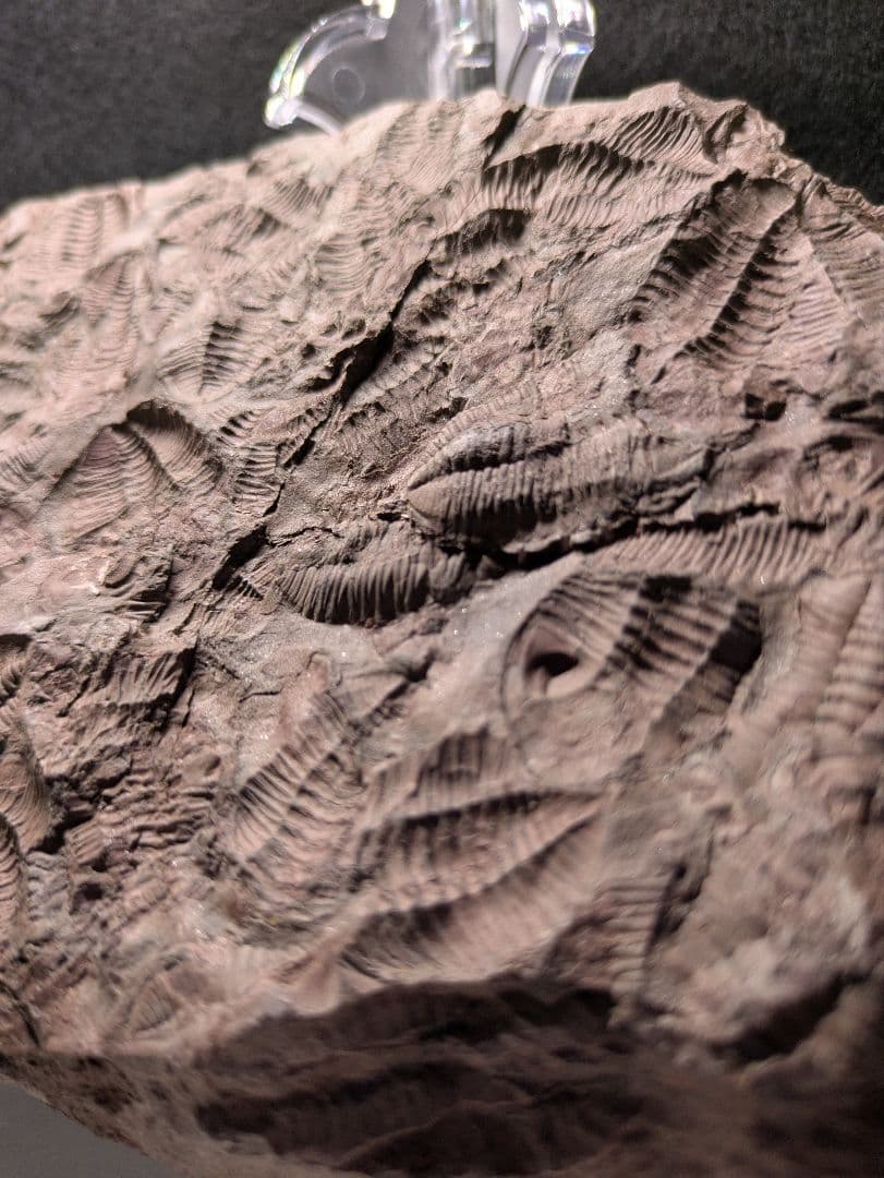 博物館級　三葉虫　群生　化石　標本　地学