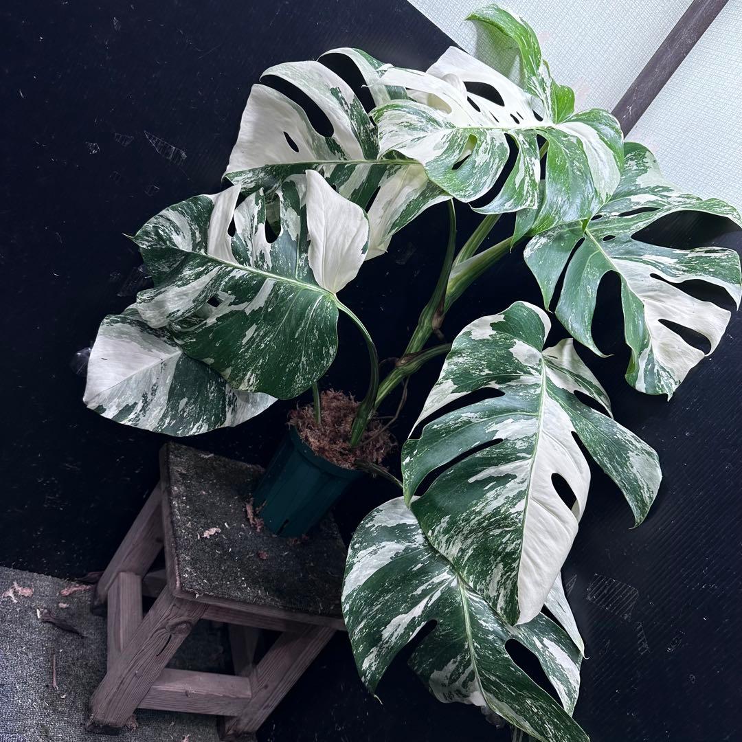 み*え様 斑入りモンステラ ホワイトタイガー極美大株69cm白斑多