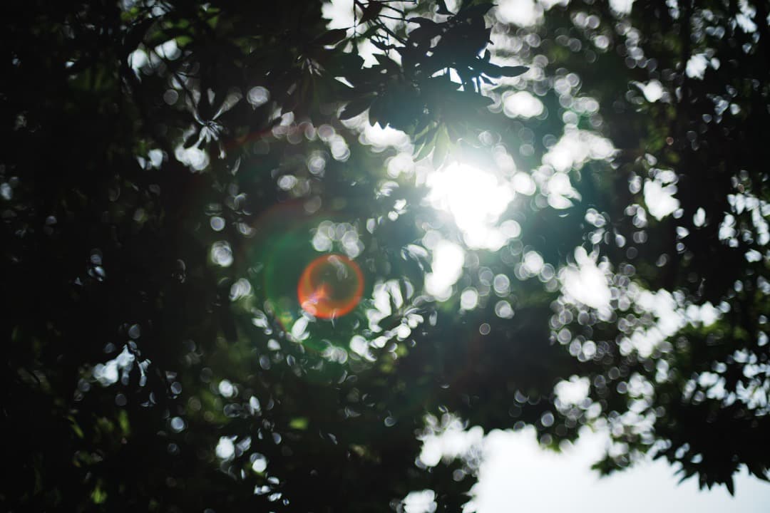 【極美品】動作◎ ニコン　Ai Nikkor 50mm F1.4 169