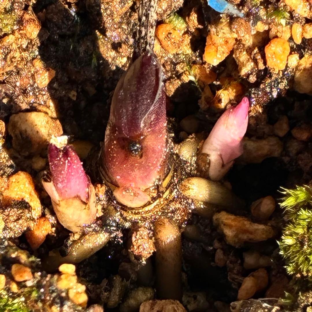 も*も様 ⭐️超希少⭐️極上⭐️3349⭐️ヨシノ⭐️横山園芸⭐️