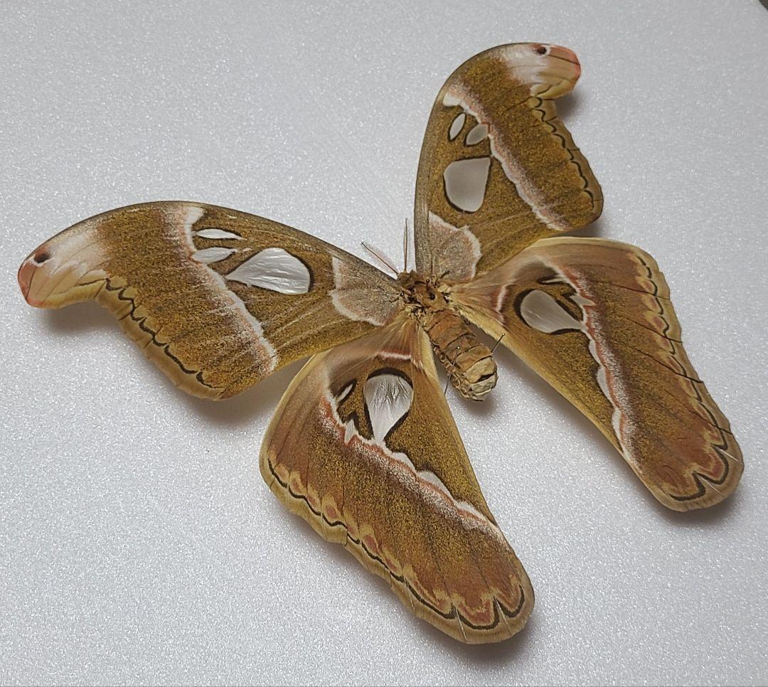 ゆうごさん専用！蛾 標本 カエサルサン