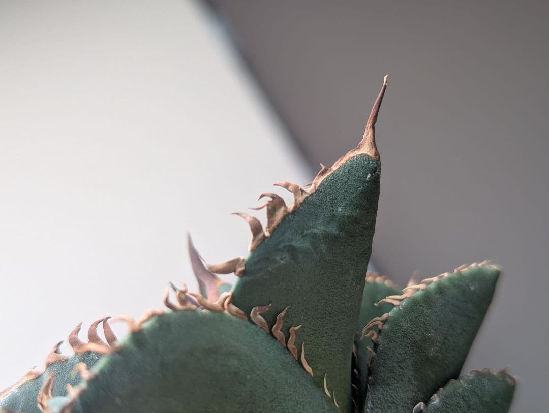 1株限定 オテロイ 現地球のOC子株 2、3又連棘系 発根活着済