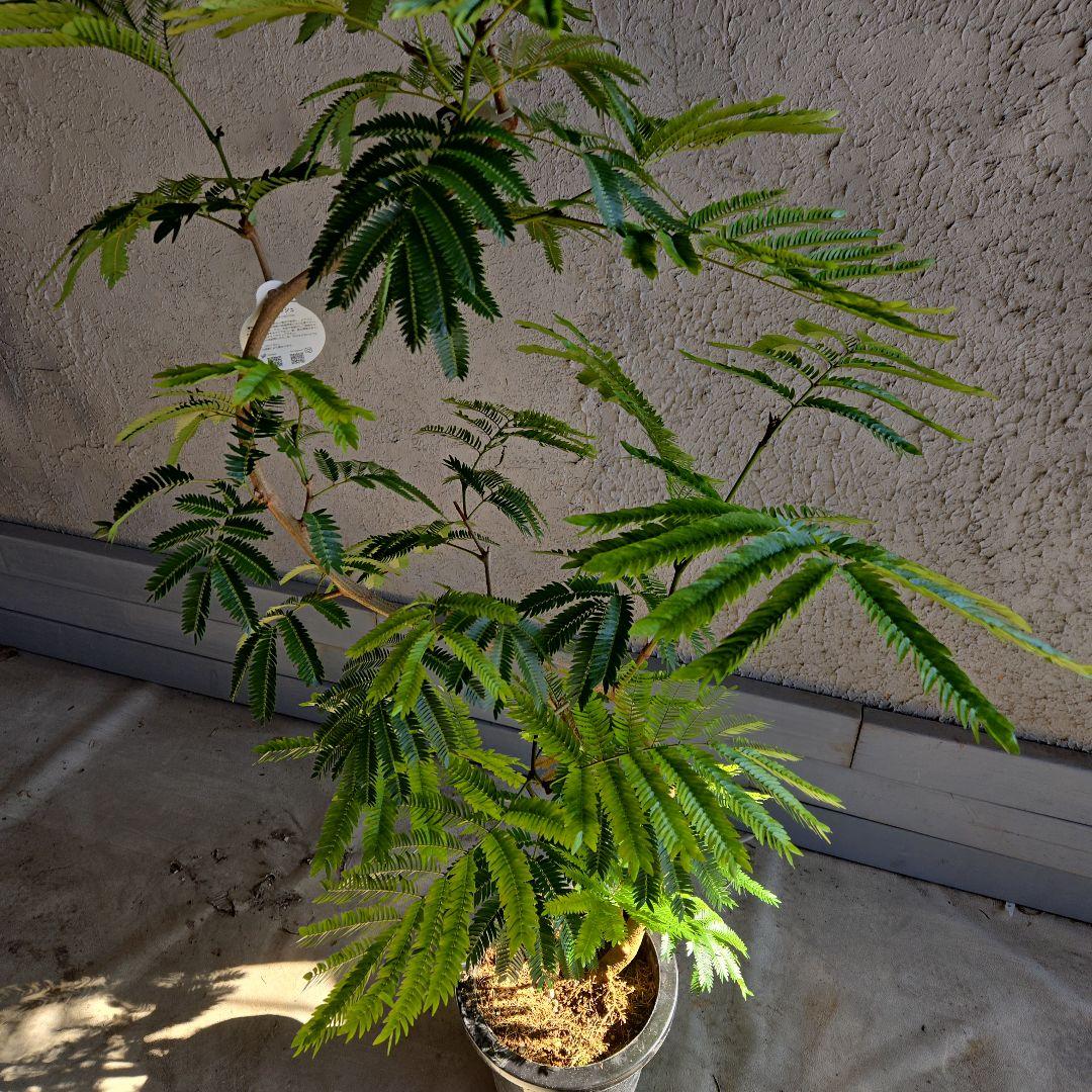 ⑪　エバーフレッシュ曲がり仕立て　8号特大苗木最高等級極上品‼️