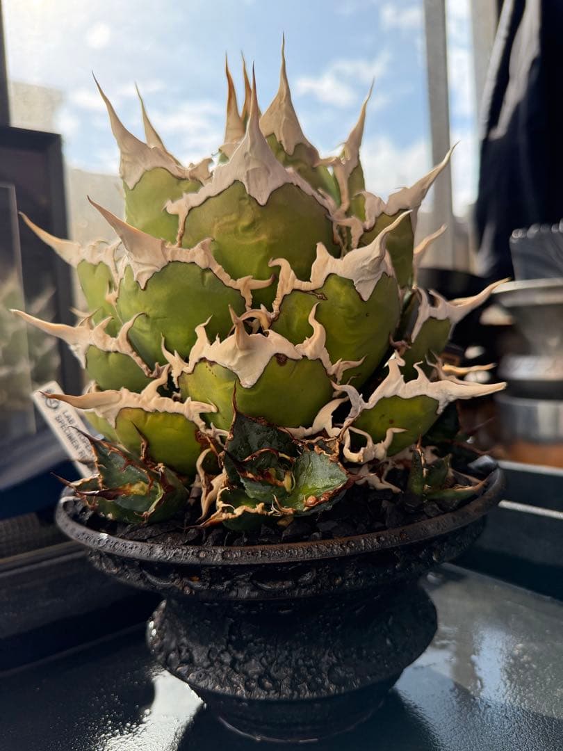 ＊＊＊＊　カタチ製作所　鉢のみ