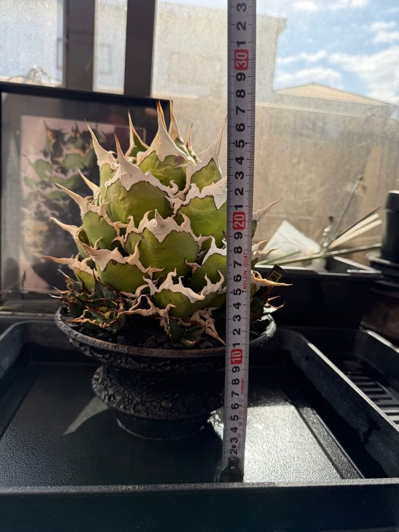 ＊＊＊＊　カタチ製作所　鉢のみ