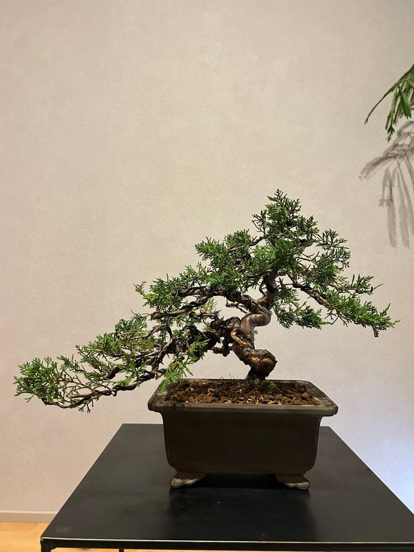 糸魚川真柏　盆栽　貴風盆栽　神舎利　捻転　樹齢約30年