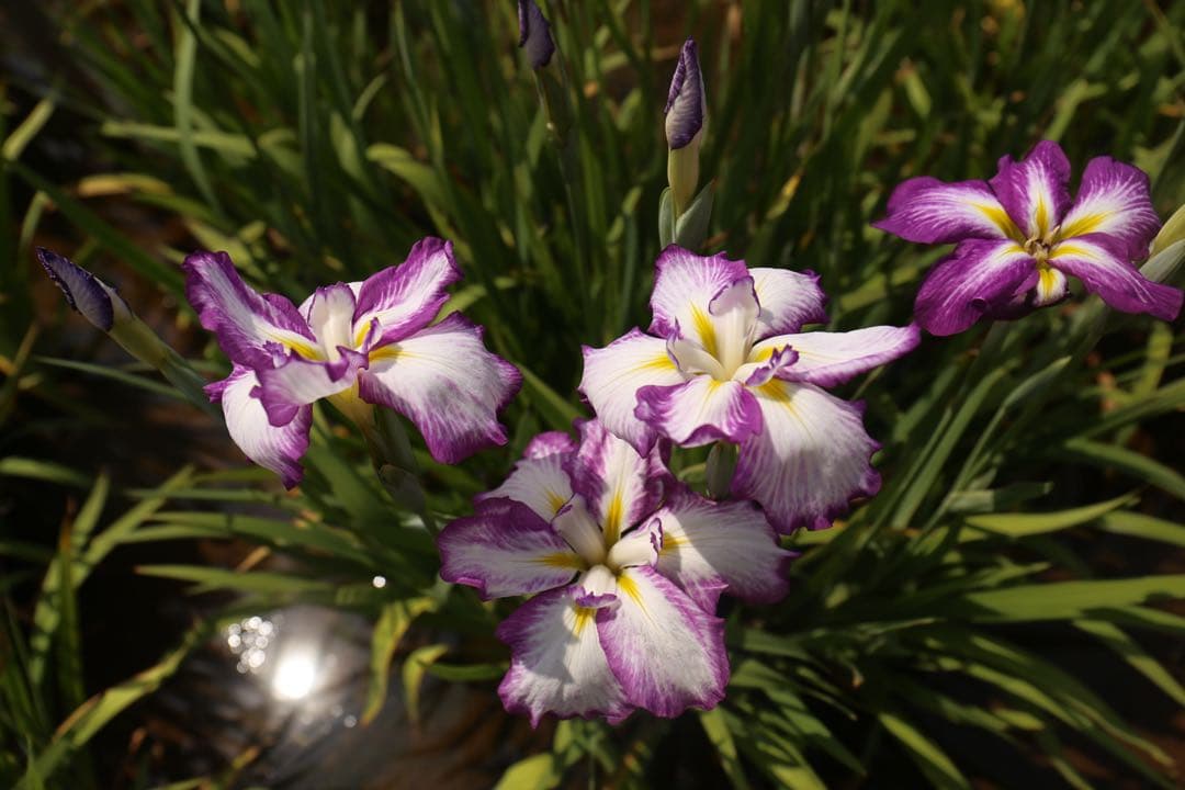 サ*ー様 Canon 24-70mm f/4L IS USM レンズ　中古