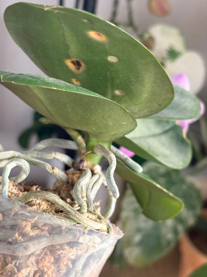 レア！強香原種交配種【ギガンテア × シレリアナ】 シレリアナ戻し 洋ラン 洋蘭