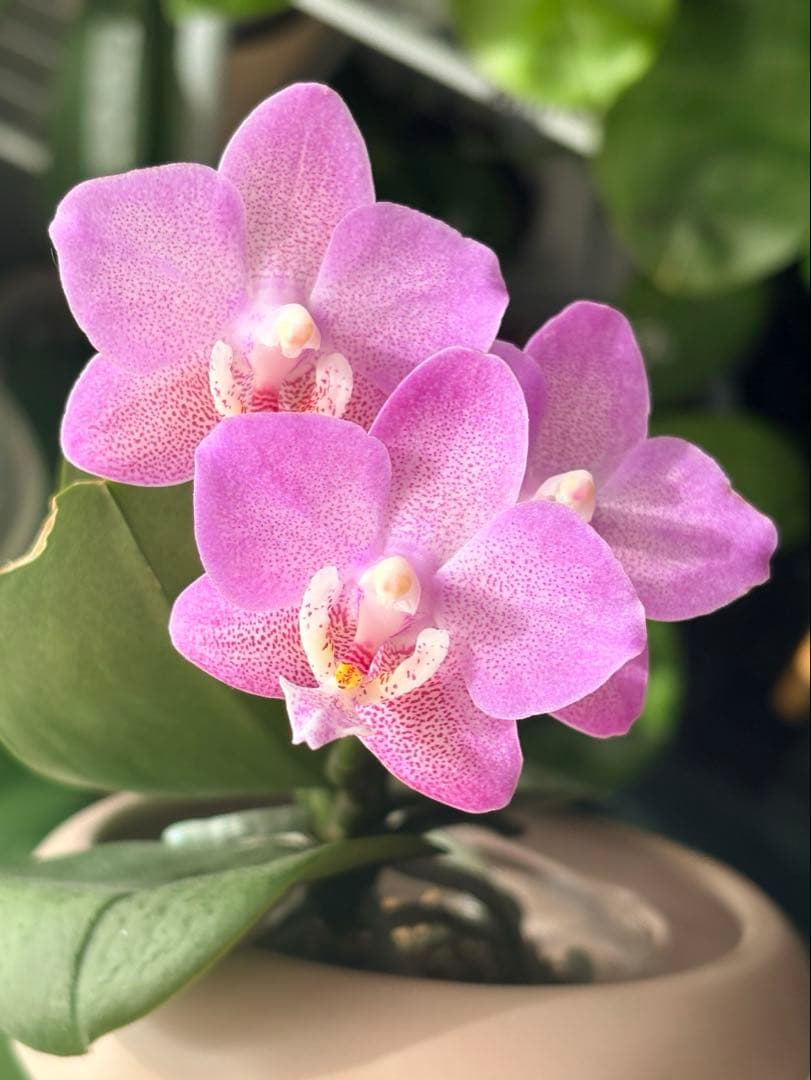 レア！強香原種交配種【ギガンテア × シレリアナ】 シレリアナ戻し 洋ラン 洋蘭