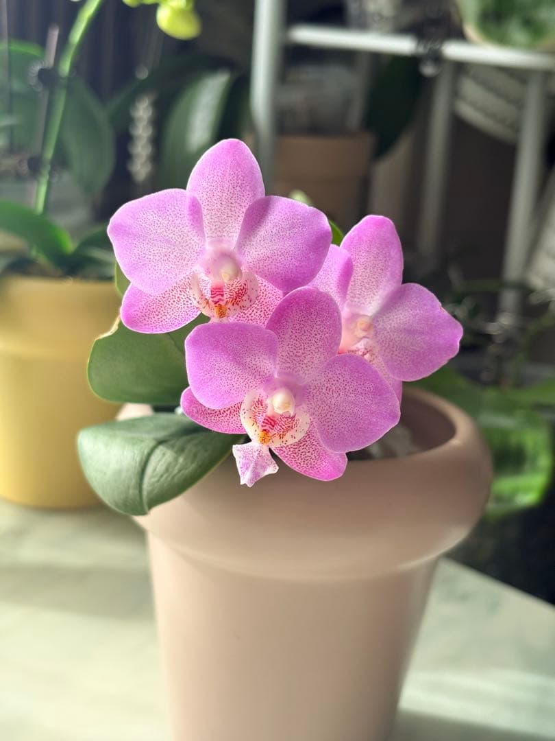 レア！強香原種交配種【ギガンテア × シレリアナ】 シレリアナ戻し 洋ラン 洋蘭