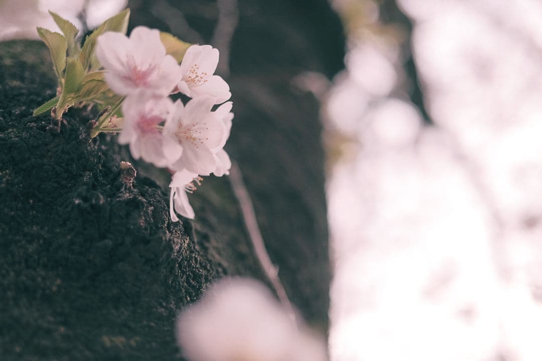 ZEISS Touit 1.8/32 レンズ Xマウント