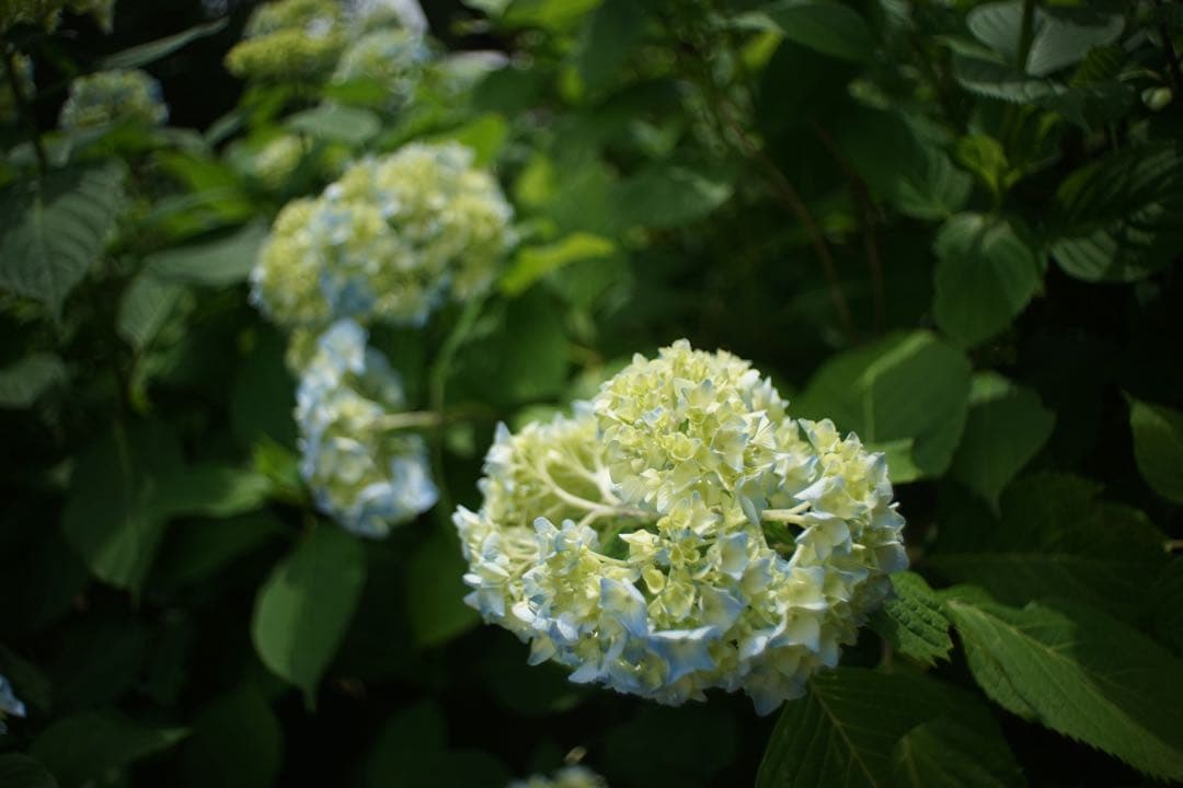 作例付き　PETRI 28mm F2.8 M42 管mpr