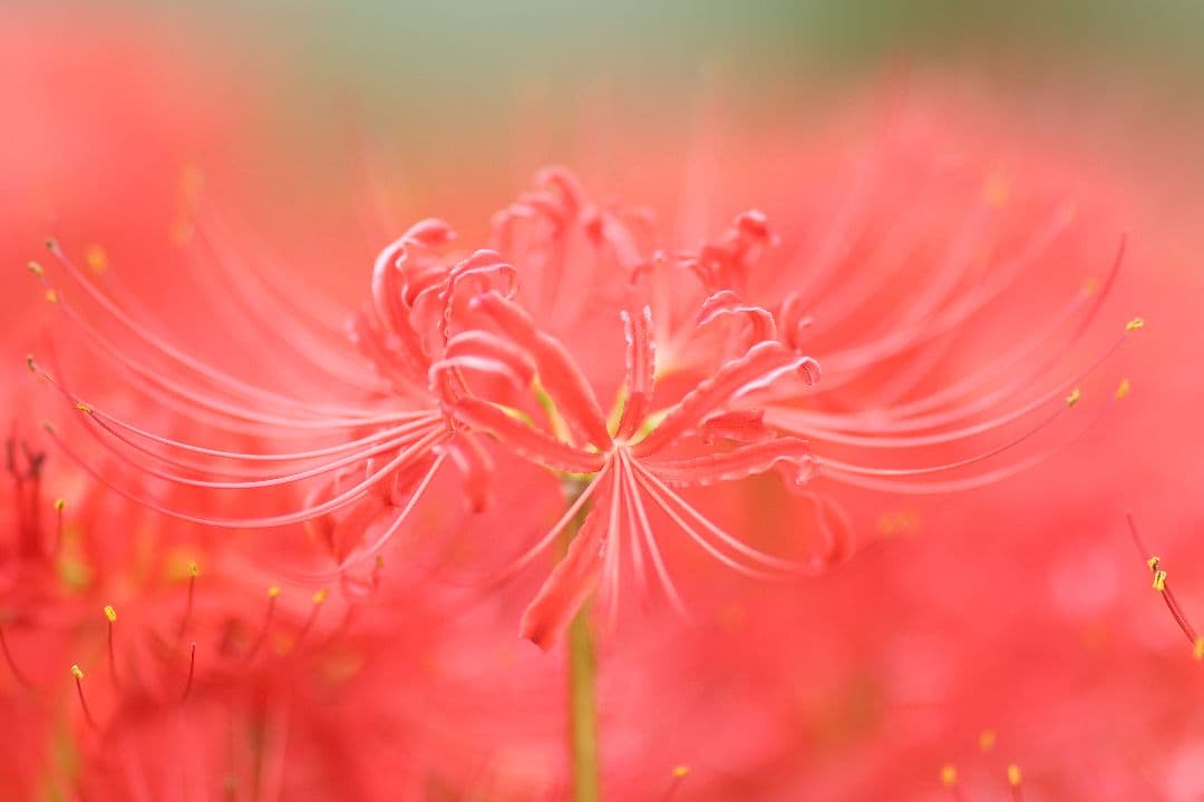 キャノン RF85mm f1.2L USM 中古