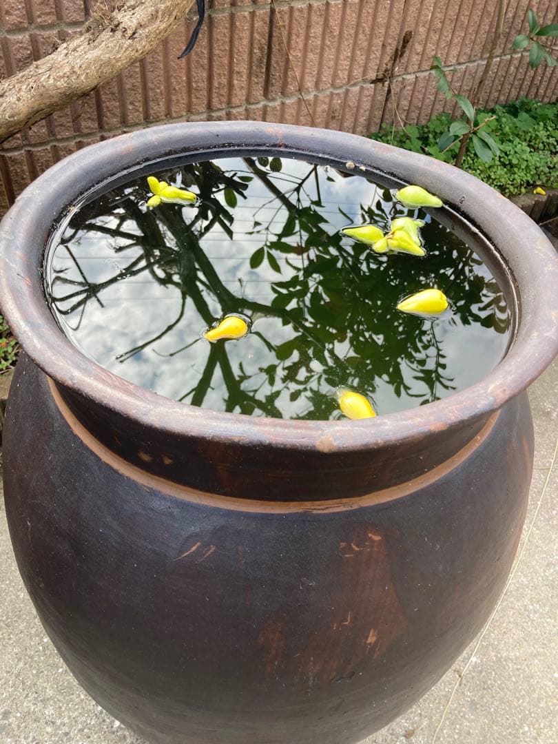 【古民具】大型 渋い黒釉 、ダークブラウン陶器の甕。 アンティークメダカ鉢。