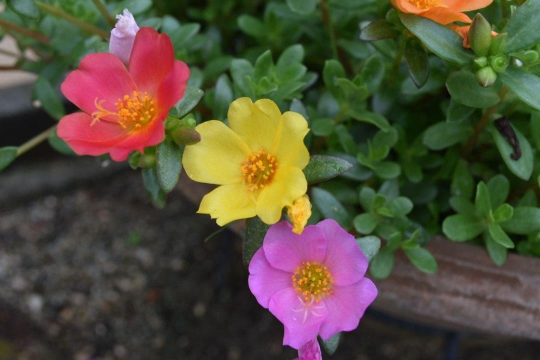 Nikon D3400赤★スマホ転送対応◎初心者に嬉しいBluetoothモデル