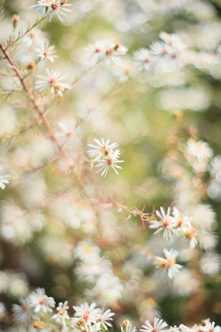 PENTACON auto 50mm F1.8 後期型 【美品】