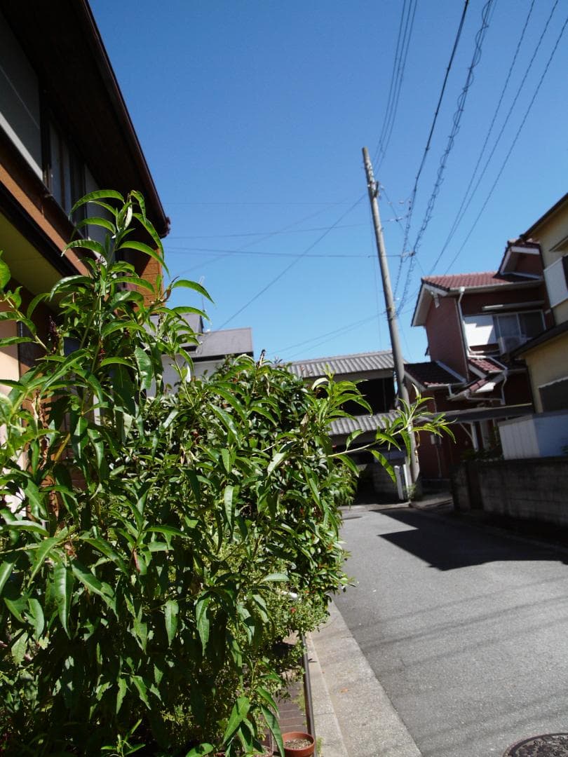 ライカ　Dバリオエルマー付き　パナソDMC.L1K　レンズキット