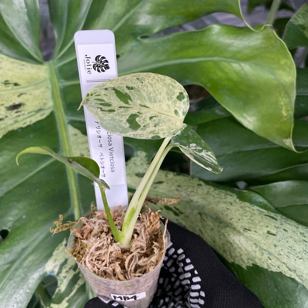 MB4 モンステラ　デリシオーサ　ベトシオーサ　2寸ポリポット　ネコポス発送