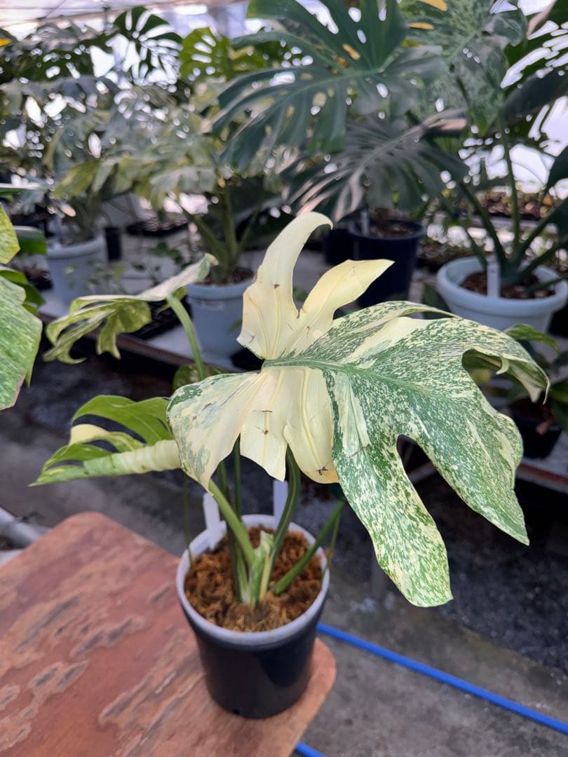 け*ん様 R4モンステラ　タイコンステレーション　スターライト