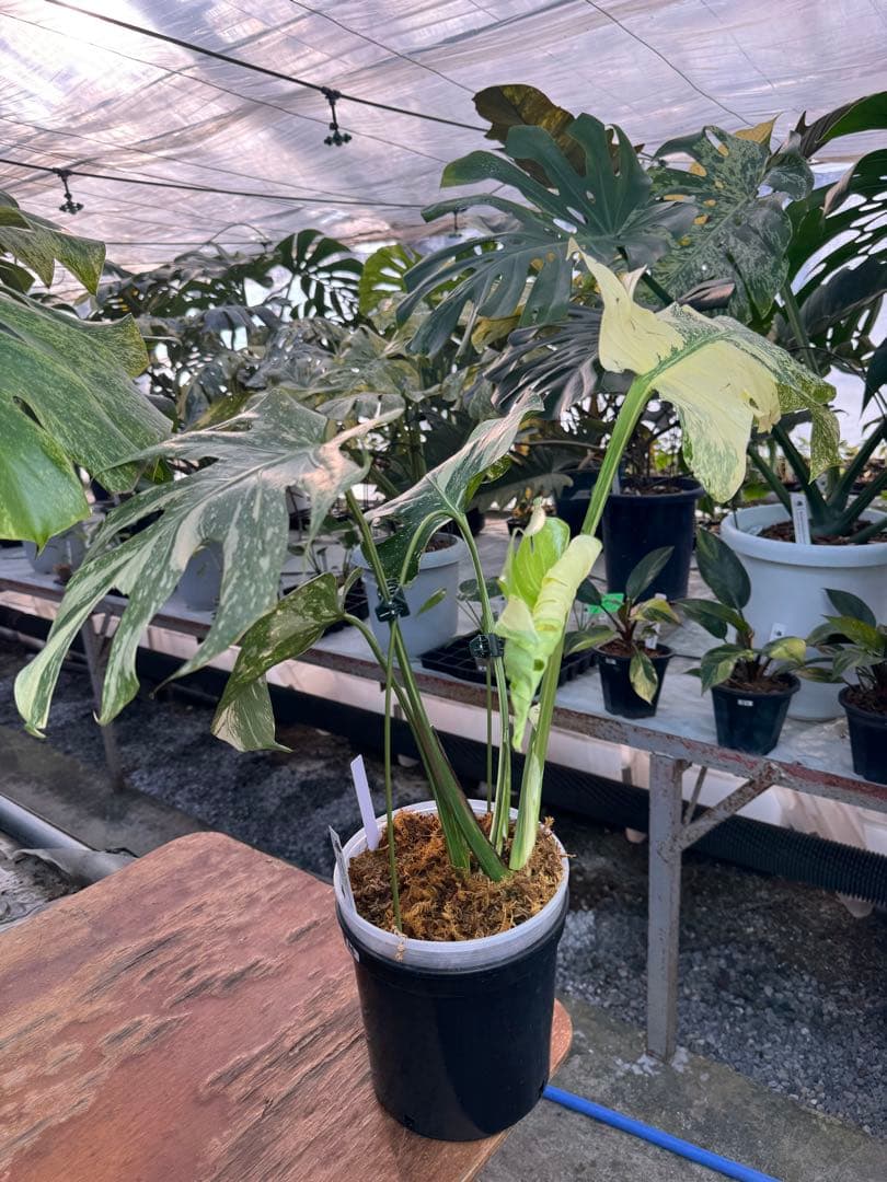 け*ん様 R4モンステラ　タイコンステレーション　スターライト