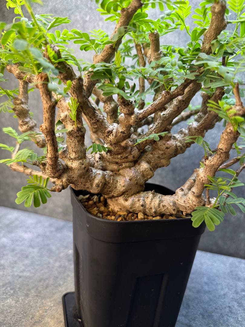 センナ　メリディオナリス　海外実生　発根済み　398