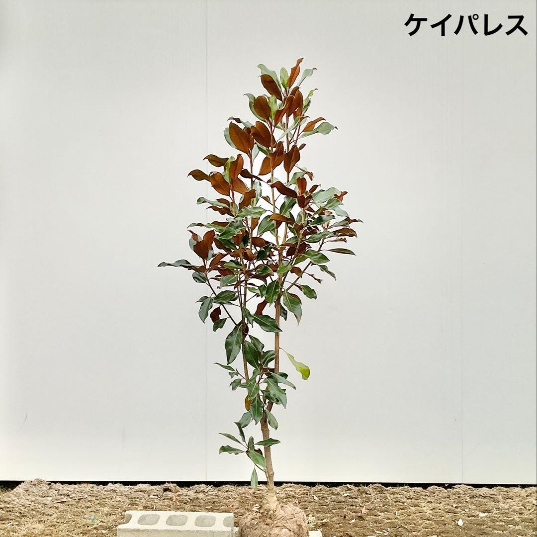 猫山さん専用　タイサンボク　ケイパレス/ 949
