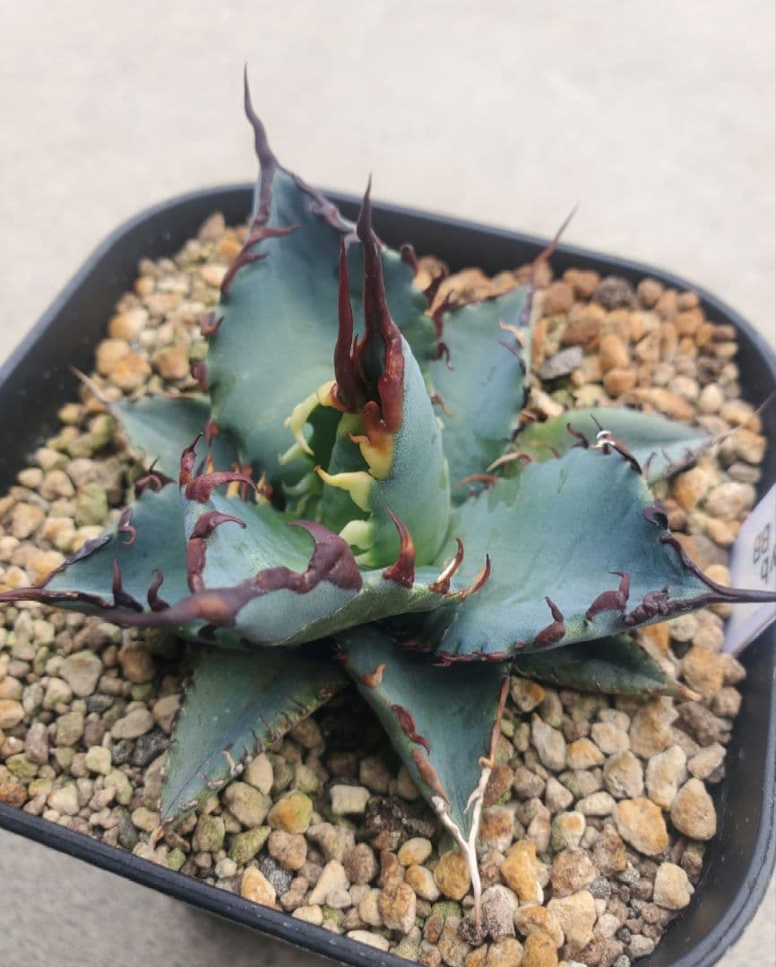 アガベ　チタノタ　エボリ×BB　エボリBB　ハイブリッド　子株