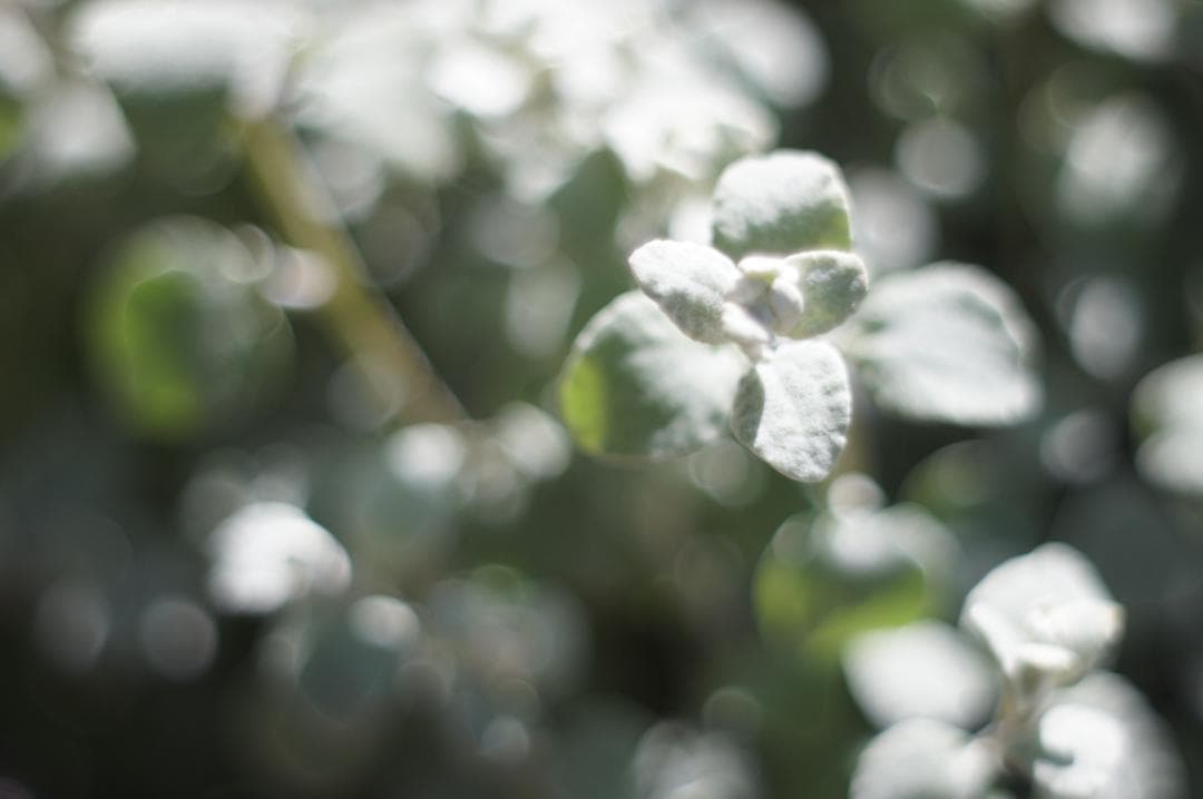 極美フレア_作例有✨ PENTAX スーパータクマー 55mm f1.8 前期型