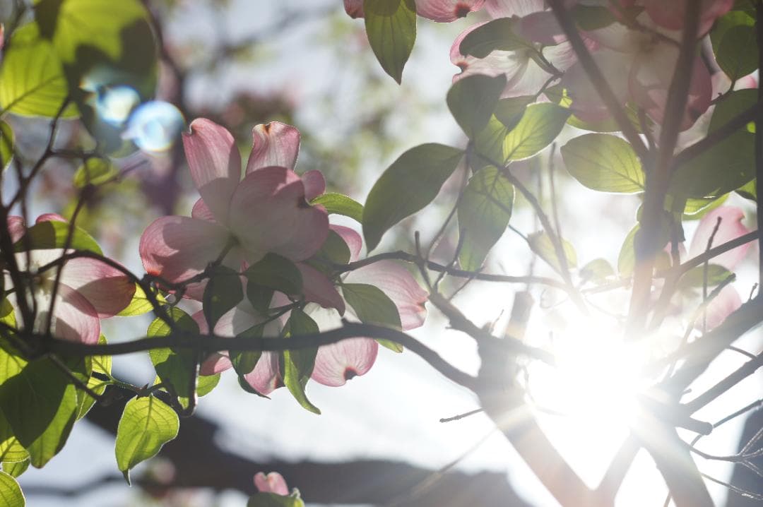 極美フレア_作例有✨ PENTAX スーパータクマー 55mm f1.8 前期型
