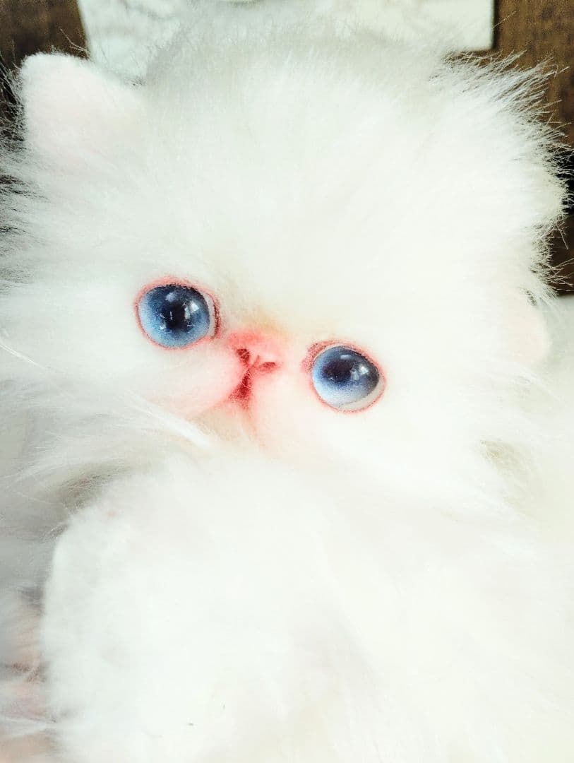 エキゾチックロングヘア♡子猫のミイちゃん♡アートドール♡ぬいぐるみ♡