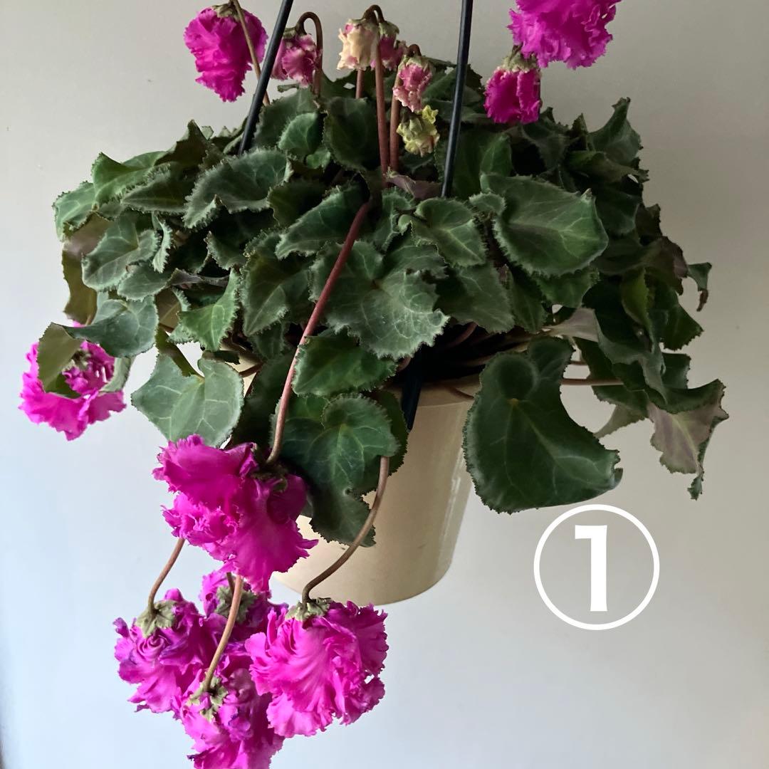 【専用】見上げたくなるシクラメン　フローエル しだれシクラメン　5号鉢①、②