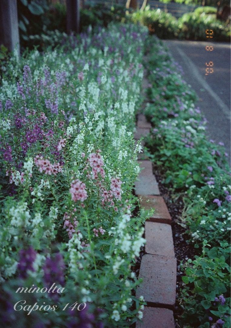 フィルム入門に！minolta capios140★超美品！初期保証付き