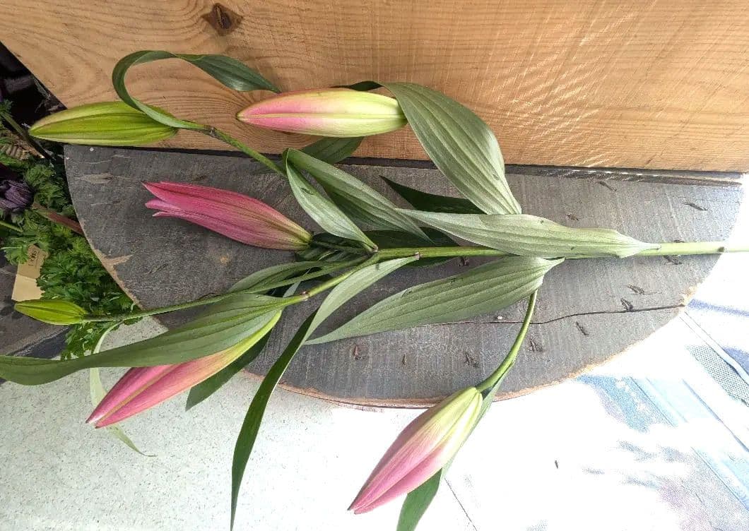 ♡はるかぜ様♡