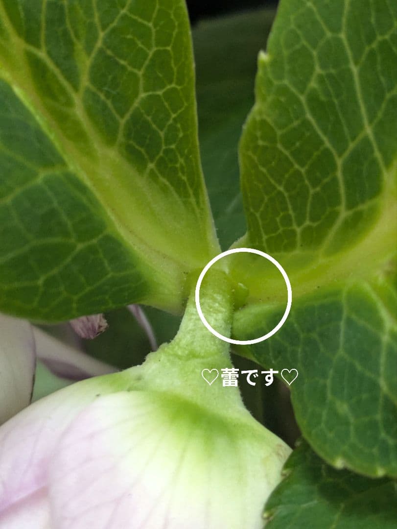 ♡はるかぜ様♡