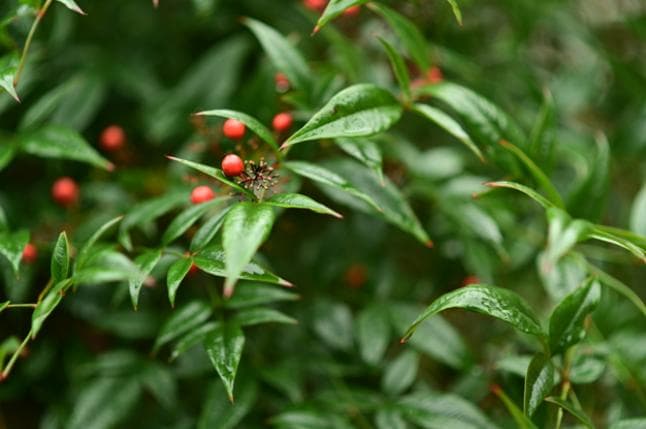 【美品箱付】ニコン Nikon AF-S NIKKOR 85mm f/1.8 G