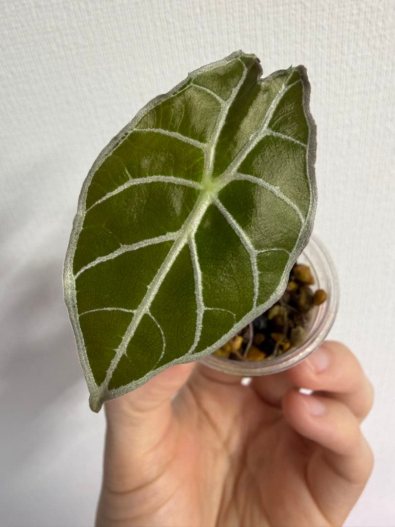 y*9様 アロカシア　ワトソニアナライトニング、ワトソニアナブラック