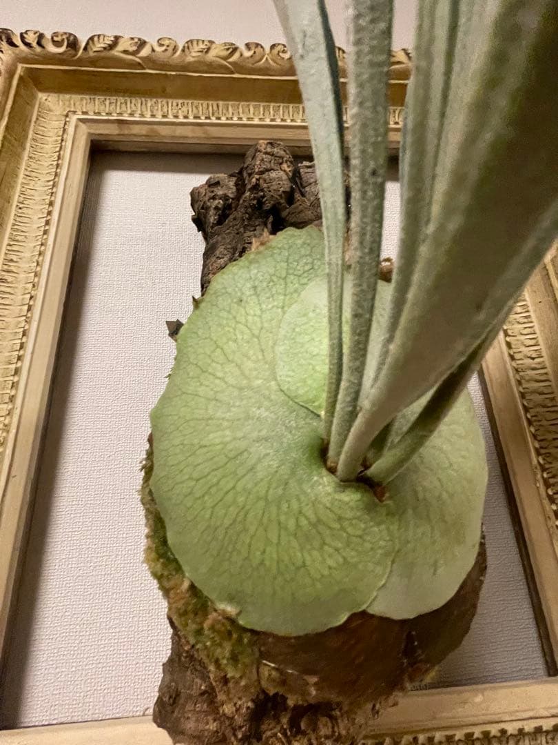 ビカクシダ P.veitchii wild ビカクマフィア