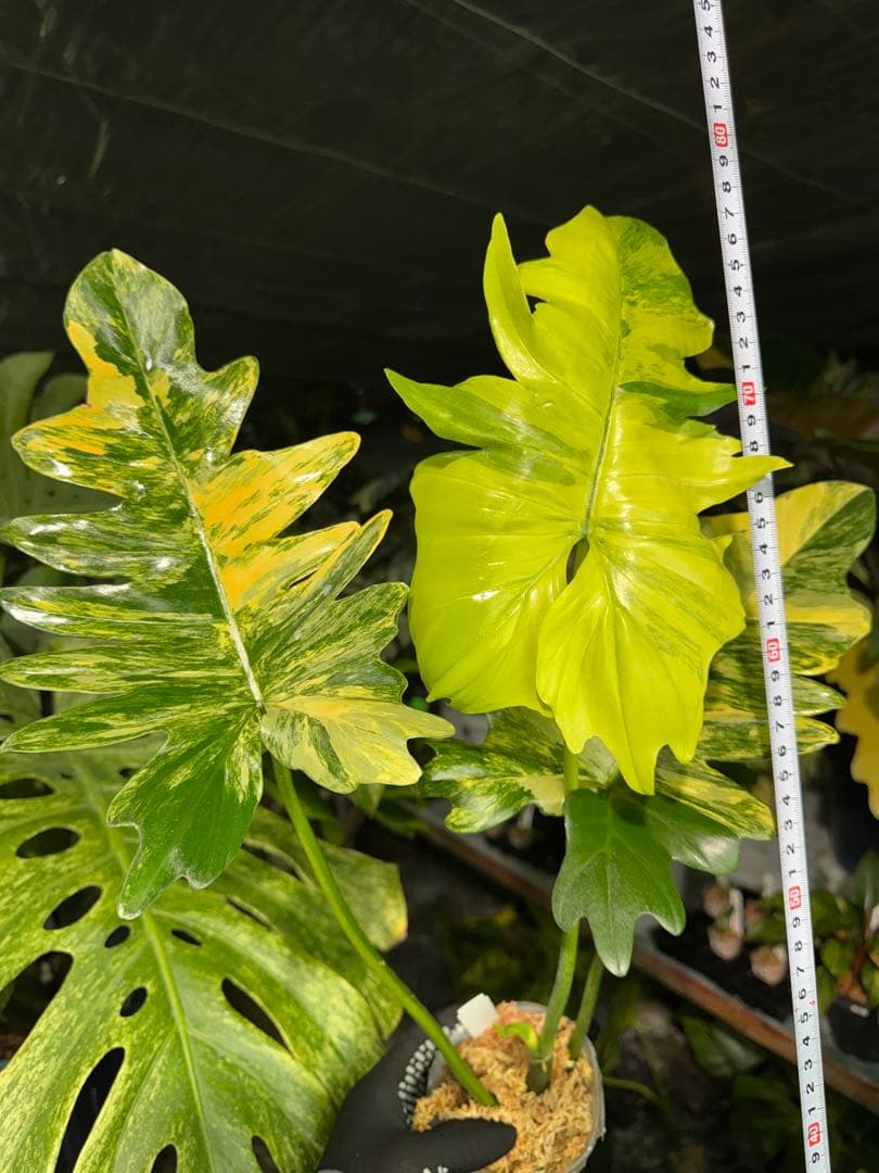 KN3 フィロデンドロン　キティナ　健康株