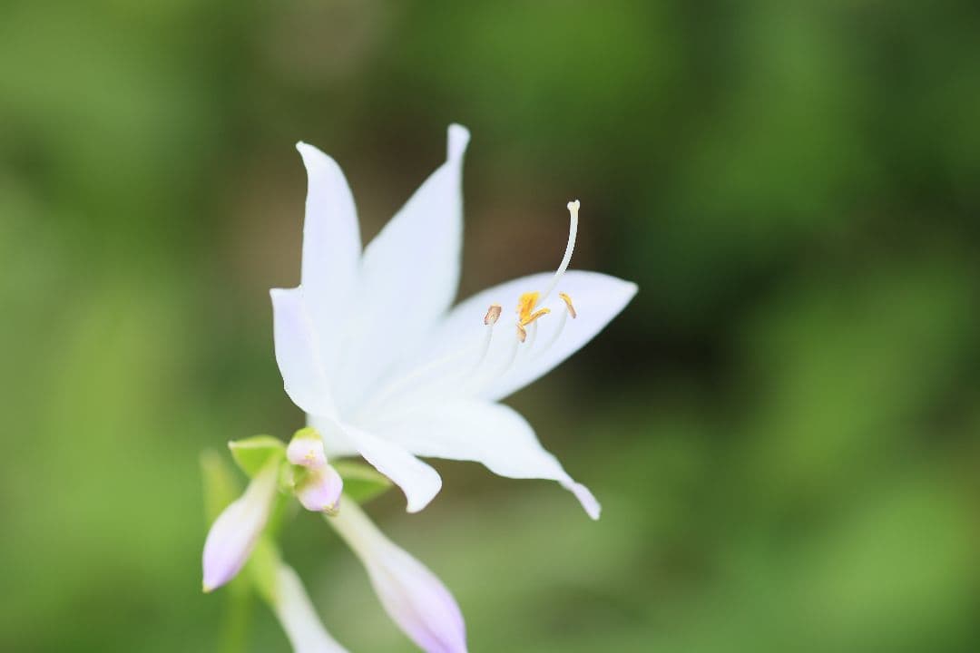 《銘玉》TAMRON SP 90mm F2.5 52BB 【光学美品】