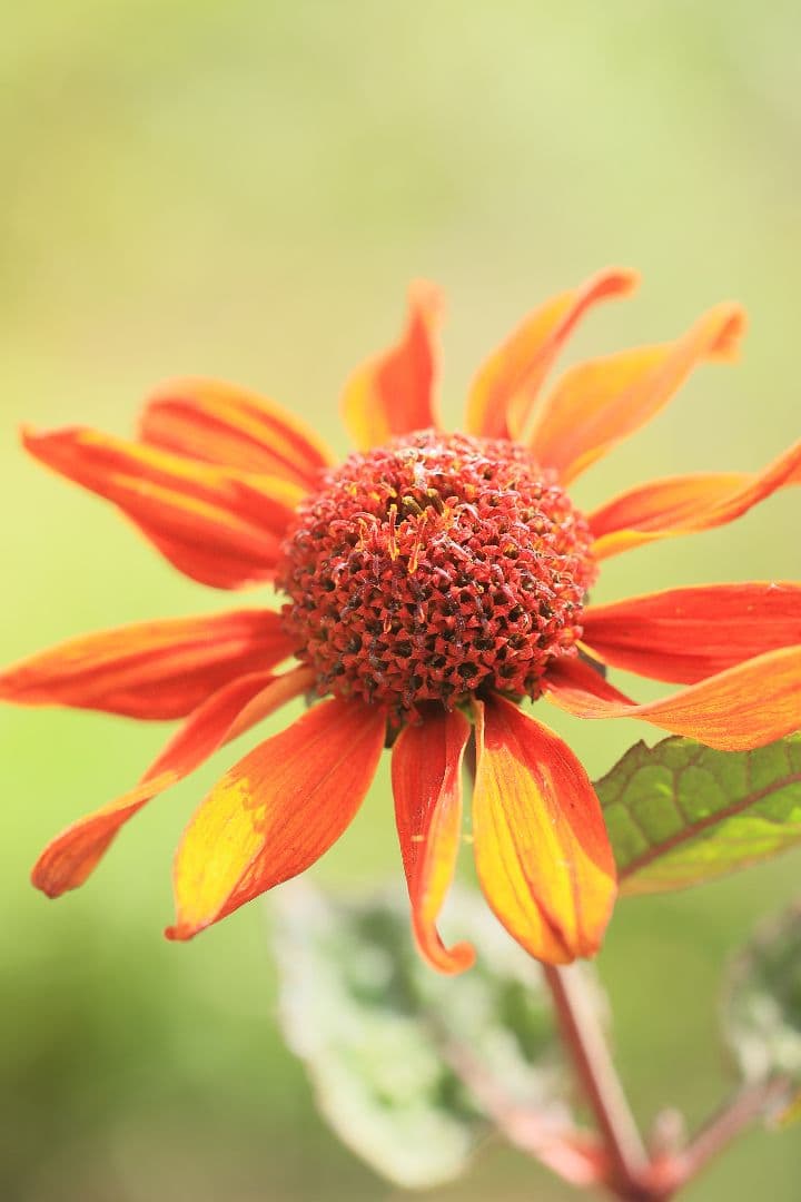 《銘玉》TAMRON SP 90mm F2.5 52BB 【光学美品】