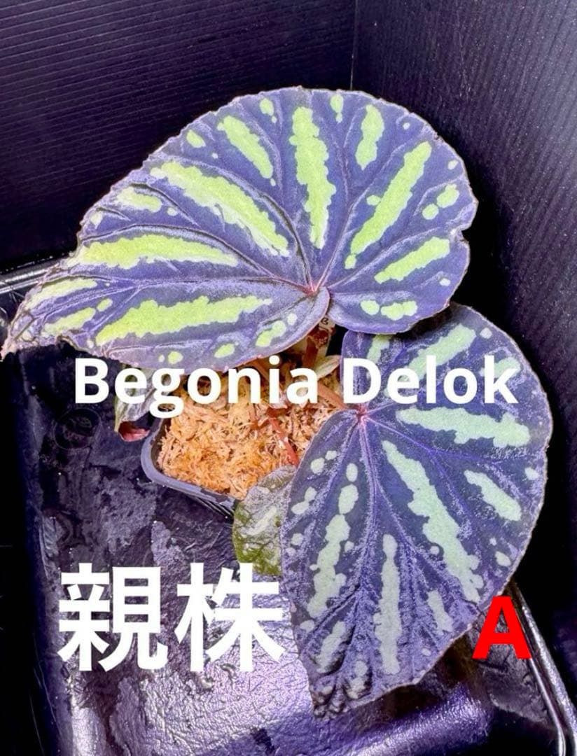 Sugi様 リクエスト 10点 まとめ商品