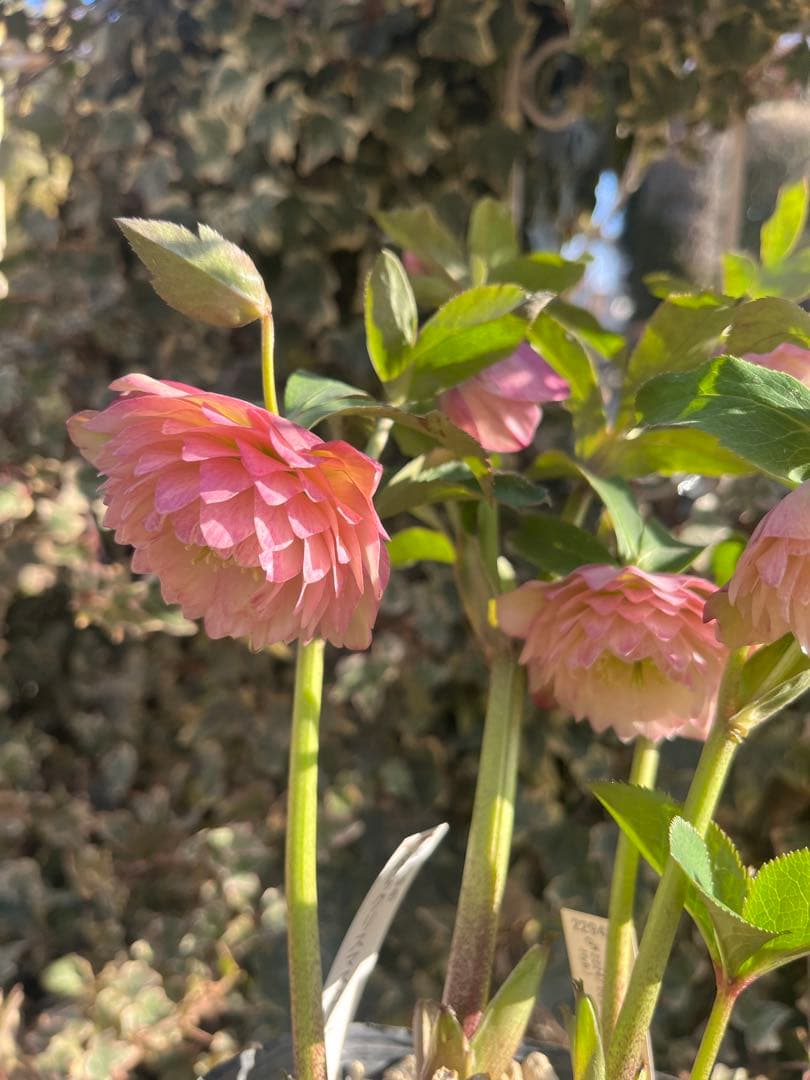 クリスマスローズ　加藤農園　絞りクリスマスローズ