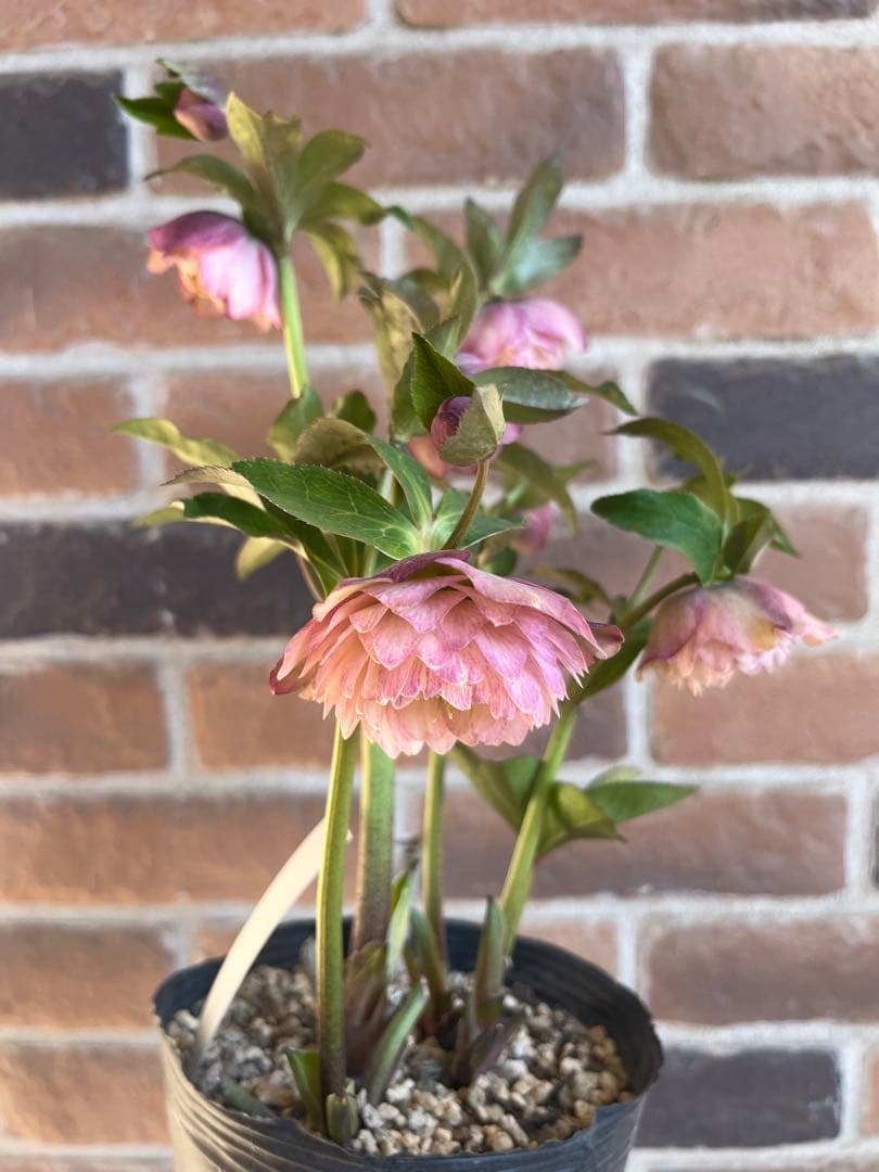 クリスマスローズ　加藤農園　絞りクリスマスローズ