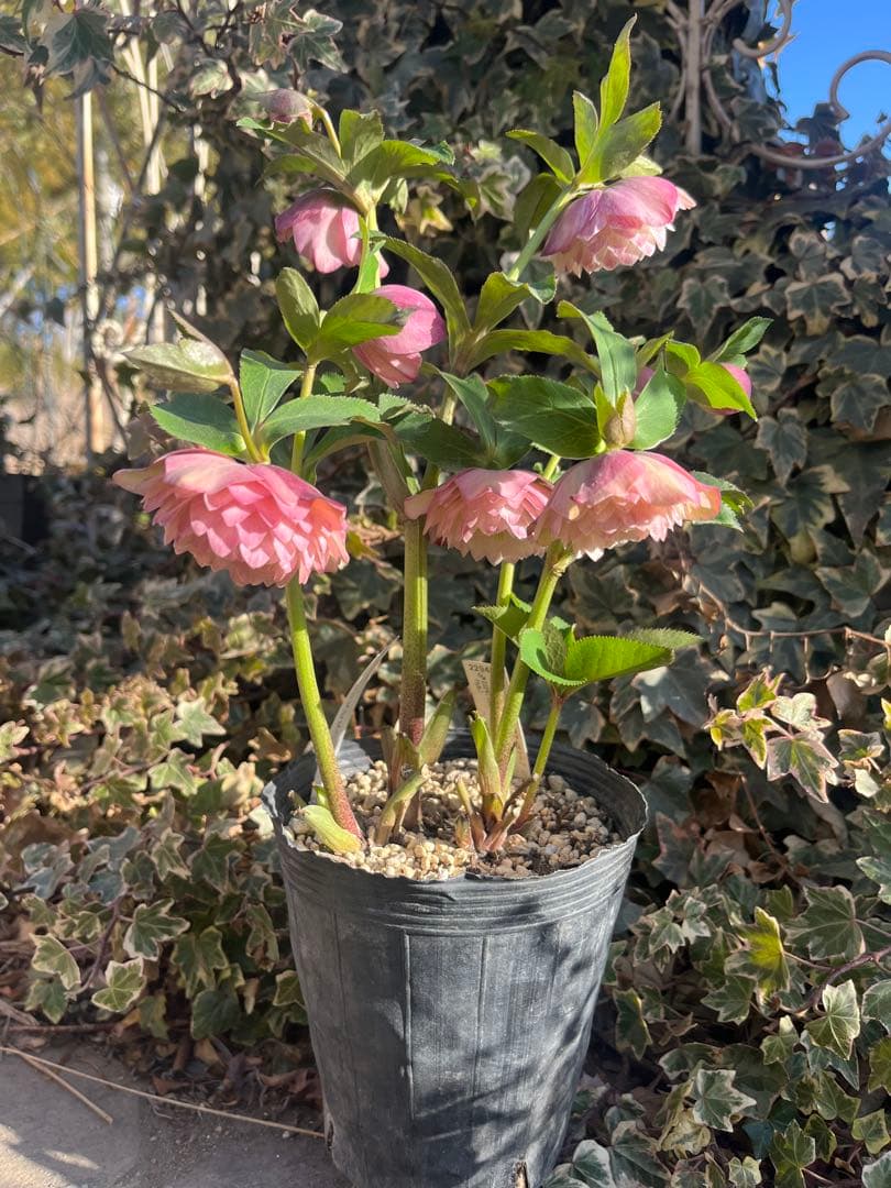 クリスマスローズ　加藤農園　絞りクリスマスローズ