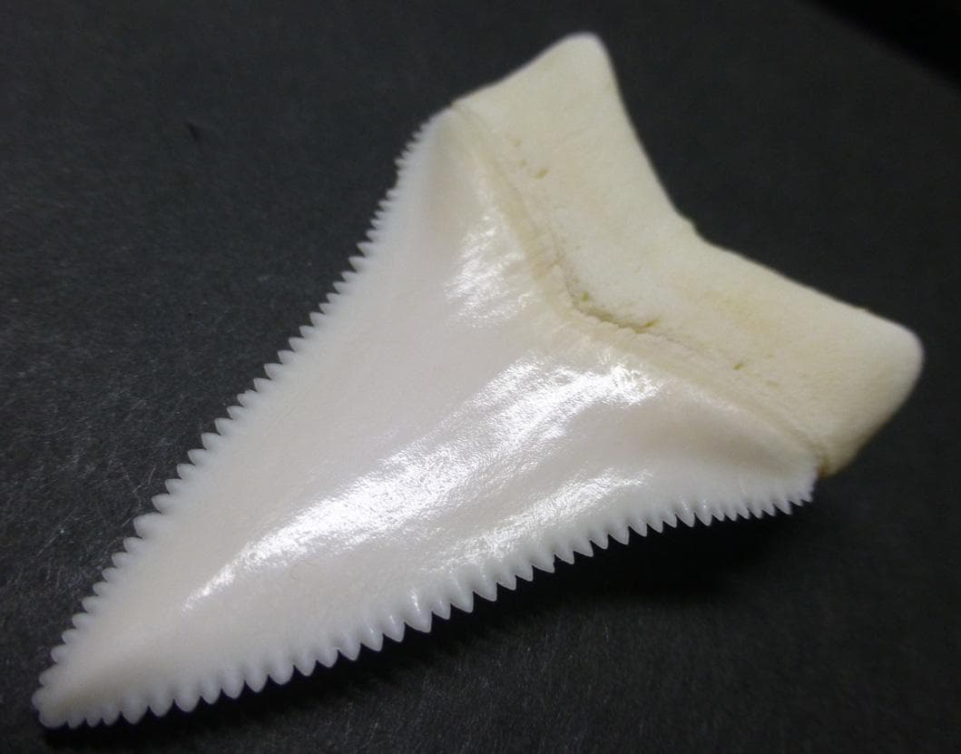 ホホジロザメ（C. carcharias）の歯 (A') 51.3ｍm