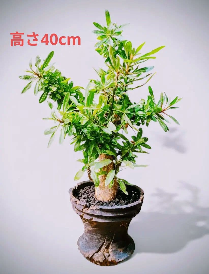 大株【国内実生株】フォークイエリア・プルプシー ytyf 鉢