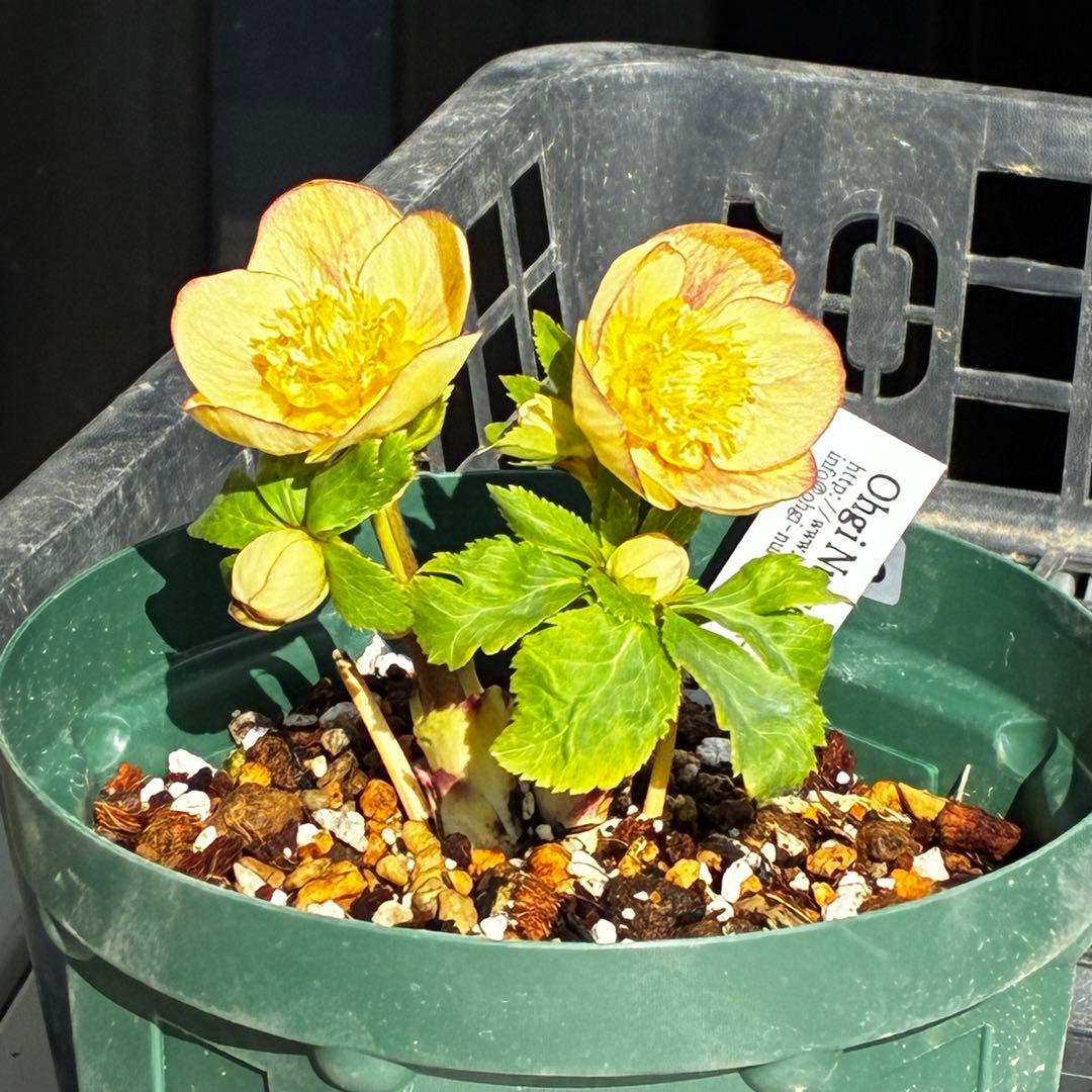 も*読様 546☘️蕾花タグ付☘️極上☘️SD⭐️蜃気楼⭐️小輪⭐️コロコロカッ