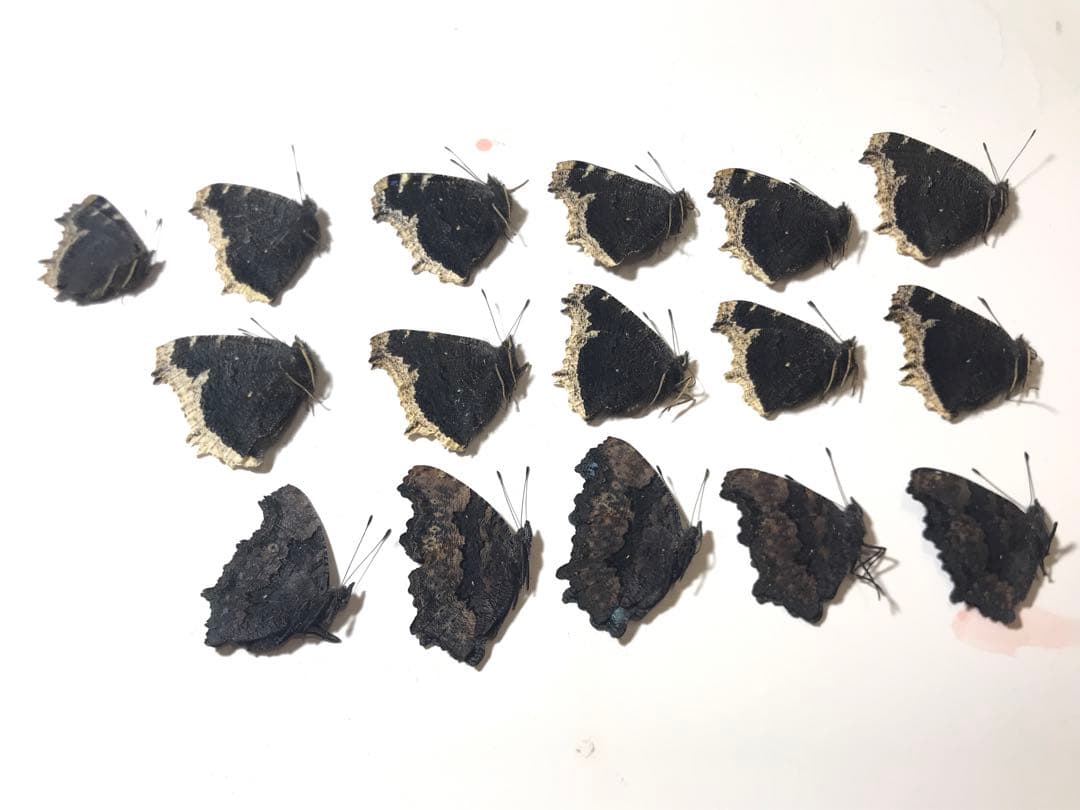 2025年産キベリタテハ11頭など