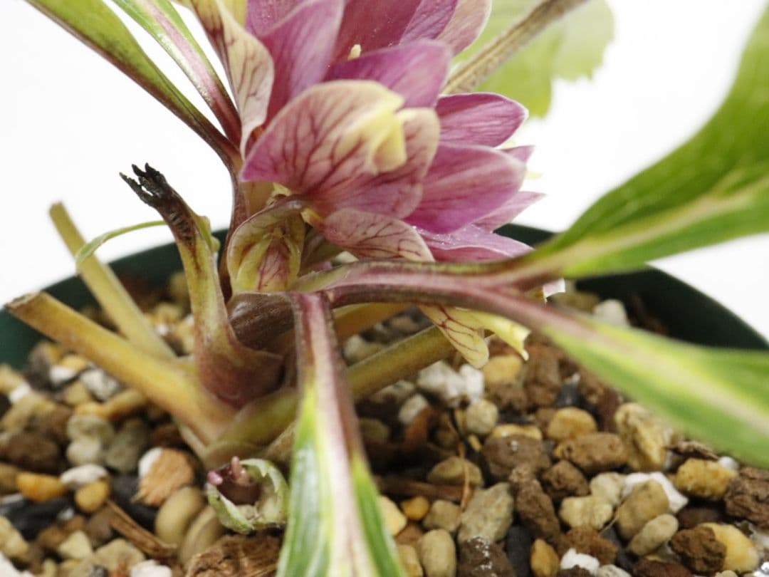 クリスマスローズ開花株　大木ナーセリー　イリュージョン交配