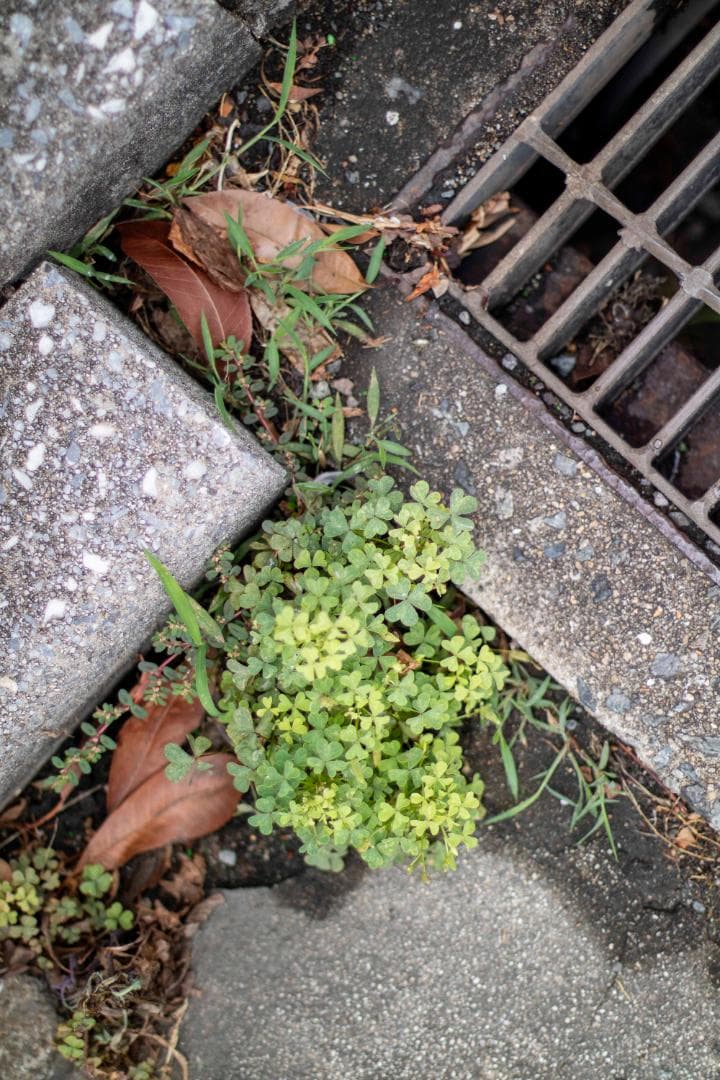 【美品】Canon New FD 50mm f/1.4 オールドレンズ